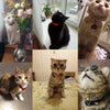 Cat Collar With Safety Cat Collars Adjustable Puppy Dog Collar For  Small Dogs Kittens Solid Pet Collarhu Products cat necklace