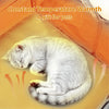 Adjustable Temperature USB Heated Cooling Cat Bed for All Seasons Indoor Outdoor Pet Mat